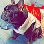 french_bulldog, dog, pet, couch, pillow, jacket, indoor, furniture, holiday, christmas, red_pillow, blue_couch, canine, animal, domestic_animal, sitting, coat, ears, snout, fur