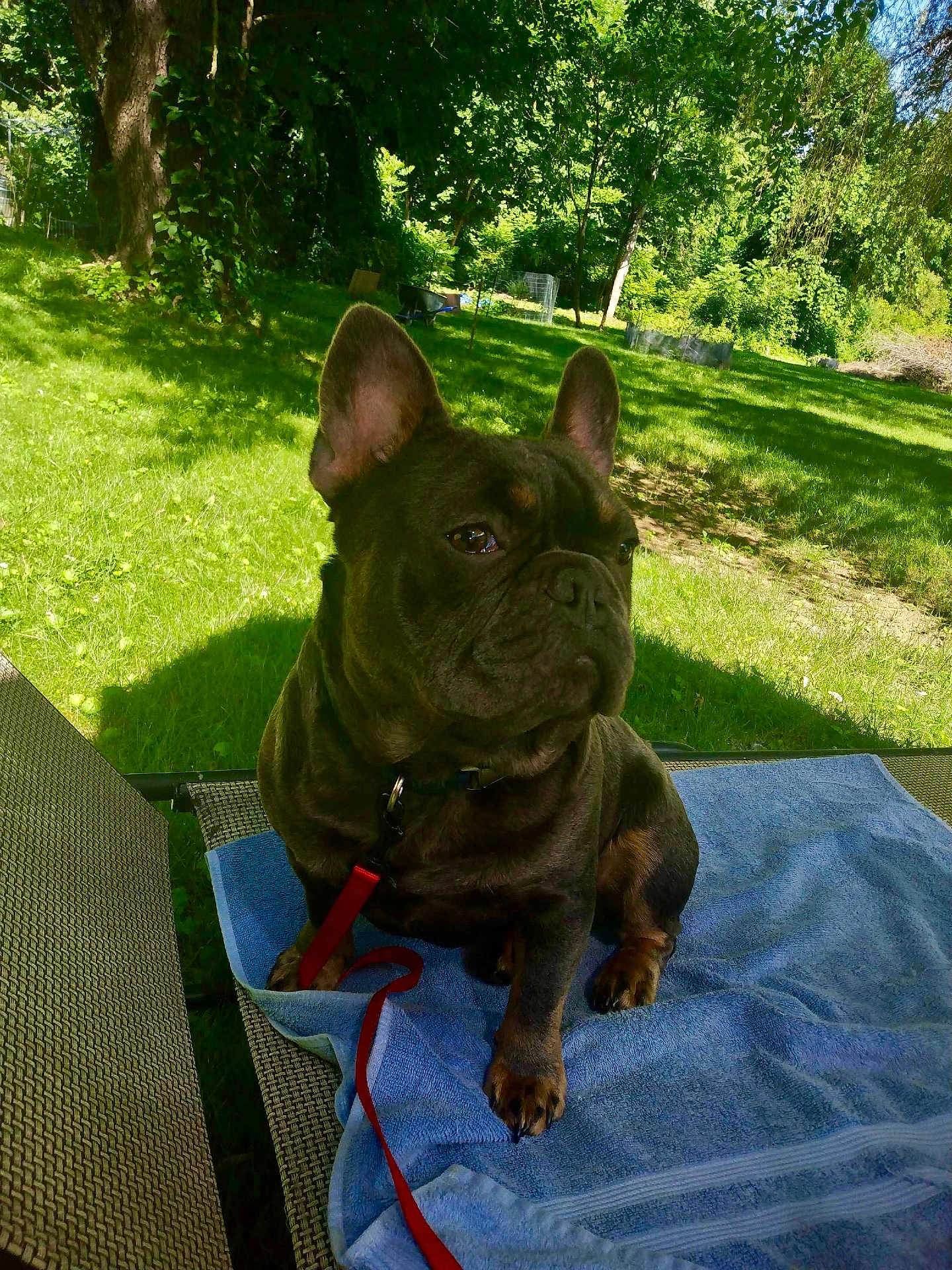 Rocky joined the competition — help win amazing prizes! dog, french_bulldog, pet, outdoor, greenery, grass, tree, leash, towel, chair, sunlight, shade, canine, animal, nature, garden, seated, furniture, daylight, portrait