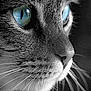 animal, black_and_white, blue_eyes, cat, close_up, detail, face, feline, focus, fur, intense, macro, muzzle, nature, pet, portrait, profile, sharp, texture, whiskers