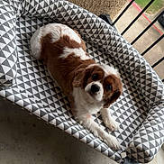 Nola is registered to the contest to win money with this photo: dog, pet, brown_and_white, bassinet, patterned_fabric, balcony, concrete_floor, railing, outdoor, resting, cute, looking_up, furniture, animal, companion, domestic, young_dog, comfort, relaxing, portrait