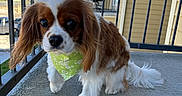 Nola joined the competition — help win amazing prizes! dog, cavalier_king_charles_spaniel, pet, bandana, outdoor, balcony, concrete, railing, ears, fur, cute, animal, mammal, companion, portrait, friendly, small_dog, daylight, blue_sky, curious