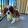 dog, cavalier_king_charles_spaniel, pet, bandana, outdoor, balcony, concrete, railing, ears, fur, cute, animal, mammal, companion, portrait, friendly, small_dog, daylight, blue_sky, curious