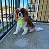 Nola joined the competition — help win amazing prizes! dog, cavalier_king_charles_spaniel, bandana, green_bandana, pet, outdoor, balcony, concrete_floor, railing, apartment_building, blue_sky, sunny, small_dog, cute, fluffy, white_and_brown, sitting, animal, domestic_animal, companion