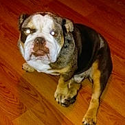 Rolo joined the competition — help win amazing prizes! bulldog, dog, pet, animal, wooden_floor, indoor, sitting, canine, looking_up, flash_reflection, ears, paw, fur, brown, white, black, face, expression, pet_indoor, companion