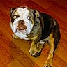 bulldog, dog, pet, animal, wooden_floor, indoor, sitting, canine, looking_up, flash_reflection, ears, paw, fur, brown, white, black, face, expression, pet_indoor, companion