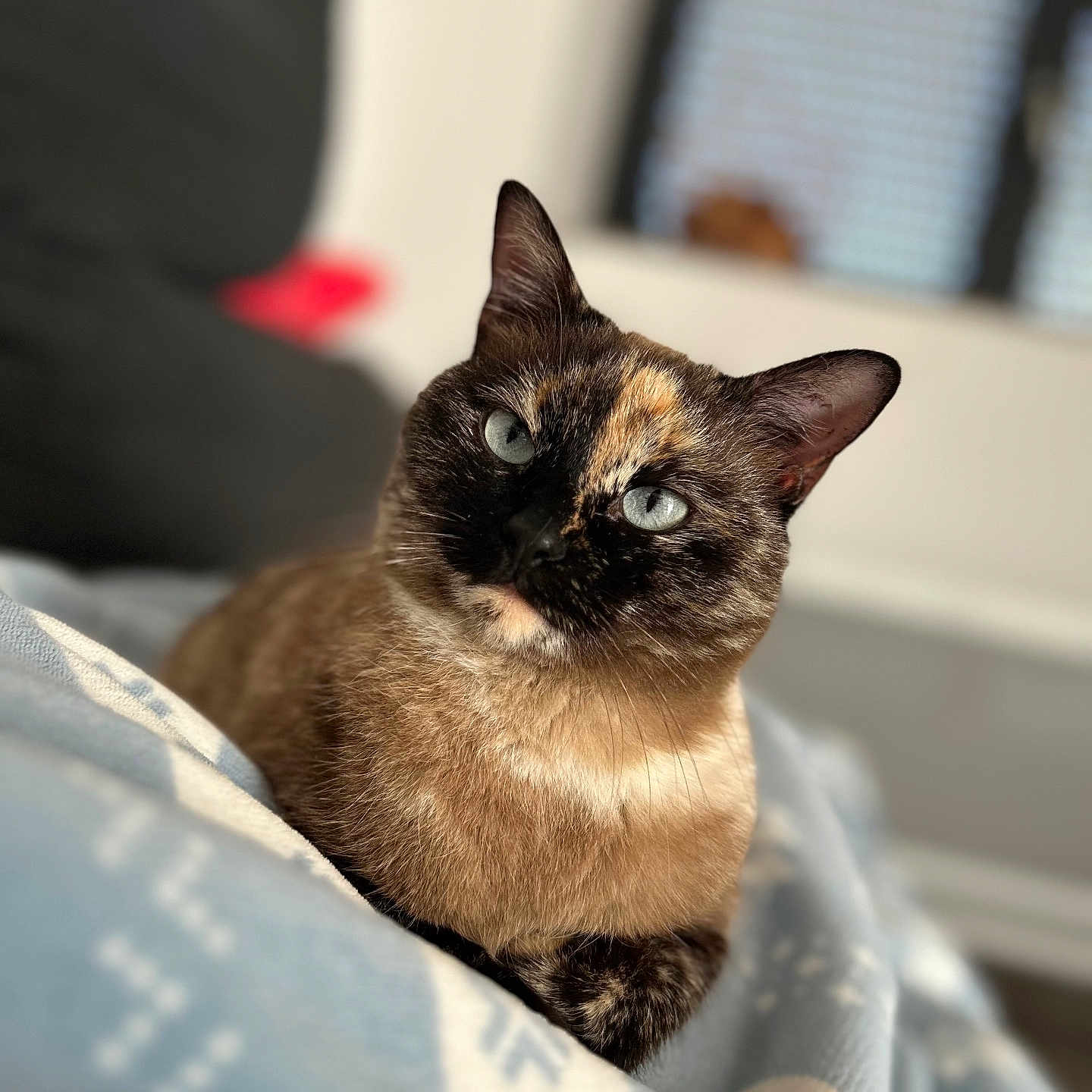 Saphir a rejoint le concours — aidez-le/la à gagner de superbes lots ! cat, tortoiseshell_cat, blue_eyes, pet, animal, feline, indoor, blanket, cozy, relaxed, fur, whiskers, portrait, closeup, domestic_animal, cute, soft_light, home, resting, comfort