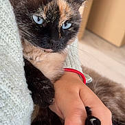 Saphir participe au concours pour gagner de l'argent avec cette photo : cat, tortoiseshell_cat, blue_eyes, paw, hand, holding, cuddle, cozy, soft_texture, fabric, indoor, closeup, pet, animal, feline, resting, human, nail, claw, comfort