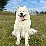 animal, bodypart, canine, dog, eskimodog, field, grass, grassland, husky, lawn, mouth, nature, outdoors, pet, plant, puppy, terrier, tree, vegetation, whitedog
