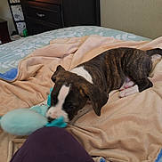 Loki joined the competition — help win amazing prizes! puppy, dog, brindle, toy, blanket, bed, indoor, furniture, dresser, playing, pet, cozy, soft, animal, canine, young, cute, home, interaction, leg