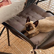Ernest participe au concours pour gagner de l'argent avec cette photo : cat, siamese_cat, chair, cushion, table, tablecloth, cutlery, plate, floor, tiles, indoor, pet, animal, feline, resting, looking_up, domestic, cozy, curious, quiet