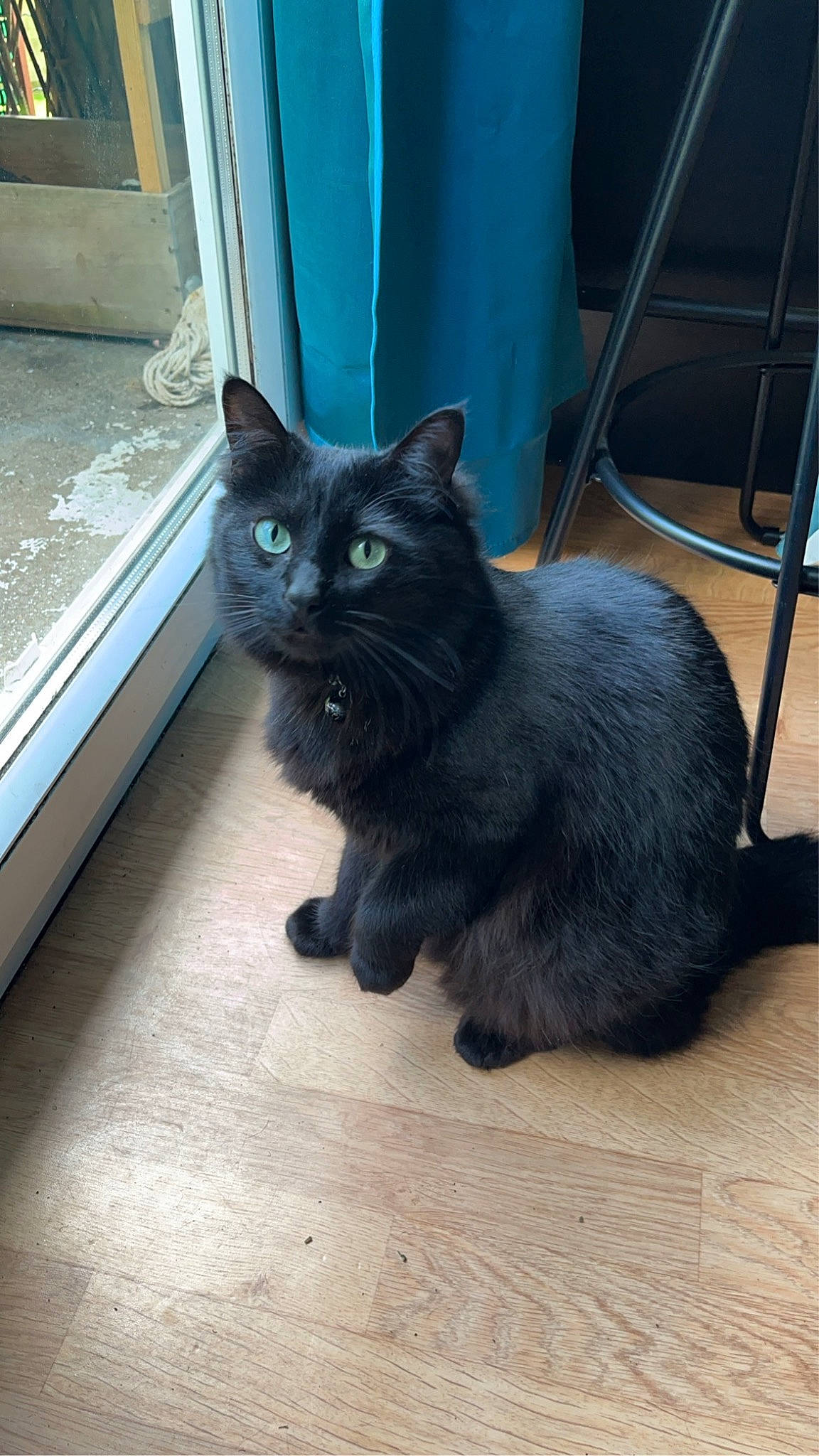 Chivas a rejoint le concours — aidez-le/la à gagner de superbes lots ! black_cat, bombay, carnivore, cat, claw, domestic_short_haired_cat, electric_blue, felidae, floor, flooring, fur, grey, hardwood, paw, small_to_medium_sized_cats, snout, tail, terrestrial_animal, whiskers, wood