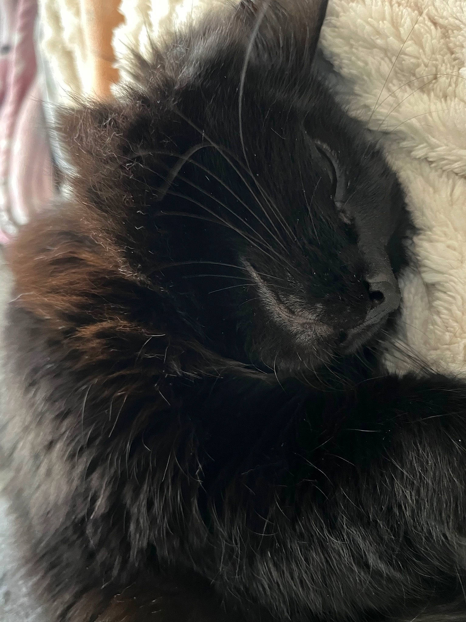 Chivas a rejoint le concours — aidez-le/la à gagner de superbes lots ! black_cat, canidae, carnivore, cat, claw, comfort, dog_breed, ear, felidae, fur, grey, nap, natural_material, paw, small_to_medium_sized_cats, snout, tail, terrestrial_animal, whiskers, wildlife