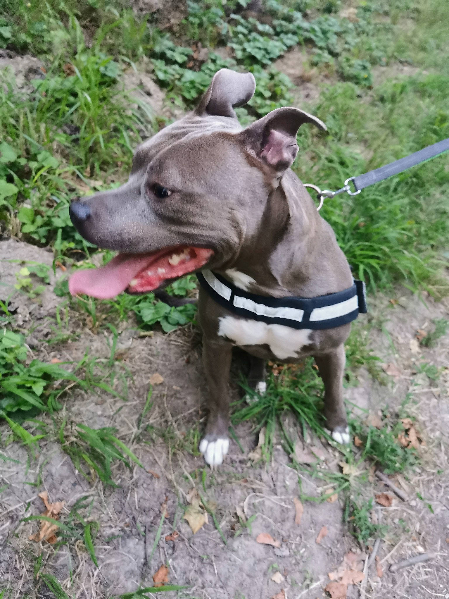 Nima participe au concours pour gagner de l'argent avec cette photo : adventure, canidae, carnivore, collar, companion_dog, dog, dog_breed, dog_collar, dog_supply, fashion_accessory, fawn, grass, groundcover, leash, pet_supply, plant, snout, sporting_group, terrestrial_animal, working_animal