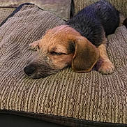 Lily Lou joined the competition — help win amazing prizes! puppy, dog, sleeping, cushion, textured_fabric, close_up, indoors, resting, pet, cozy, brown, black, fur, nap, cute, animal, relaxed, soft_lighting, home, comfort