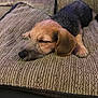 puppy, dog, sleeping, cushion, textured_fabric, close_up, indoors, resting, pet, cozy, brown, black, fur, nap, cute, animal, relaxed, soft_lighting, home, comfort