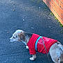 dog, small_dog, red_sweater, blue_harness, leash, pavement, brick_wall, outdoor, side_view, pet, canine, walking, autumn, leaves, daylight, animal, fur, muzzle, ears, tail