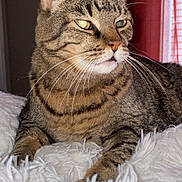 Wobbles joined the competition — help win amazing prizes! tabby_cat, cat, feline, pet, animal, whiskers, ears, fur, striped, domestic_cat, resting, indoor, blanket, cozy, cute, mammal, lying_down, closeup, portrait, relaxed