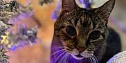 Wobbles is registered to the contest to win money with this photo: cat, tabby, whiskers, indoor, closeup, curious, animal, pet, feline, soft_light, bokeh, decor, winter, fairy_lights, blurred_background, purple_light, plant, texture, face, cute