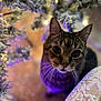 cat, tabby, whiskers, indoor, closeup, curious, animal, pet, feline, soft_light, bokeh, decor, winter, fairy_lights, blurred_background, purple_light, plant, texture, face, cute