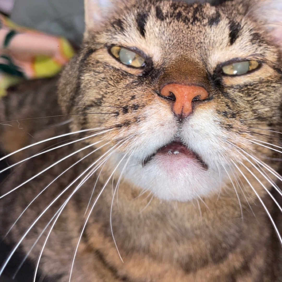 Wobbles joined the competition — help win amazing prizes! animal, cat, close_up, colorful, cute, ears, expression, eyes, fabric, face, fur, household, indoor, mouth, muzzle, nose, pet, tabby, unimpressed, whiskers