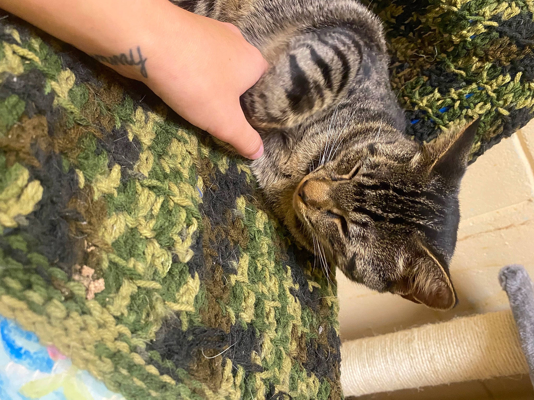 Charley is registered to the contest to win money with this photo: camouflage, carnivore, cat, claw, domestic_short_haired_cat, felidae, fur, gesture, grass, military_camouflage, military_person, pattern, paw, small_to_medium_sized_cats, snout, tail, terrestrial_animal, whiskers, wildlife, wood