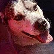 Ferguson is registered to the contest to win money with this photo: dog, close_up, tongue_out, happy, pet, canine, fur, nose, eyes, sunlight, portrait, smiling, animal, muzzle, head, domestic_animal, outdoor, friendly, cute, warm_light