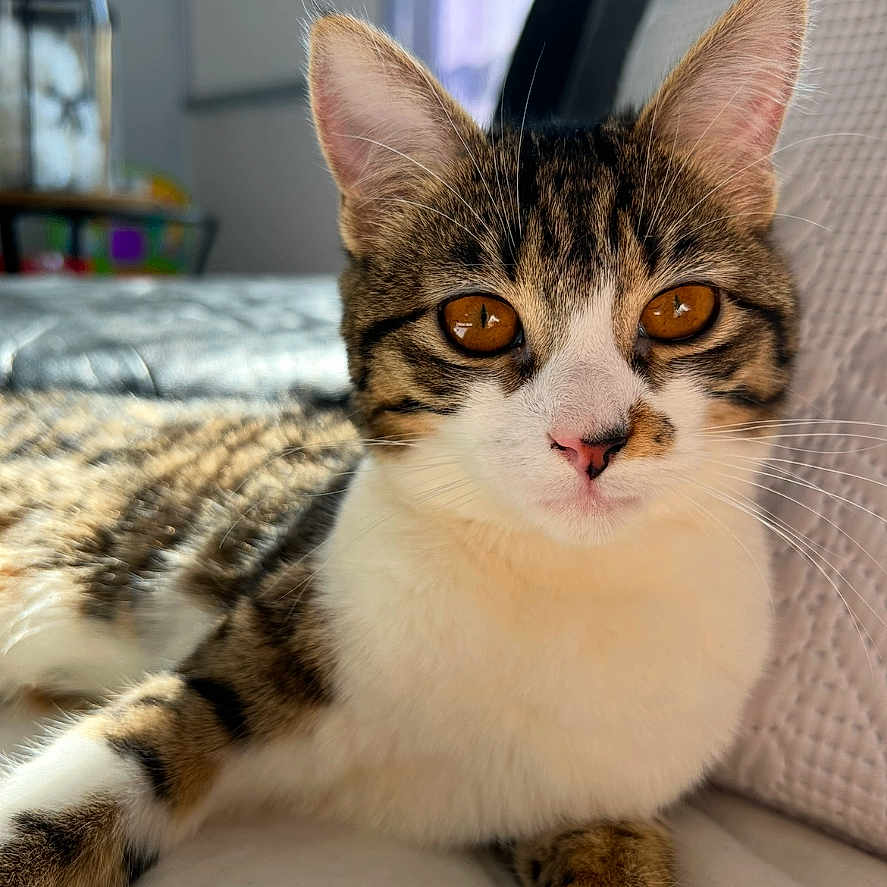 Minouchette a rejoint le concours — aidez-le/la à gagner de superbes lots ! abyssinian, animal, architecture, armchair, building, cat, chair, couch, furniture, hardwood, indoors, kitten, livingroom, manx, pet, room, siamese, wood