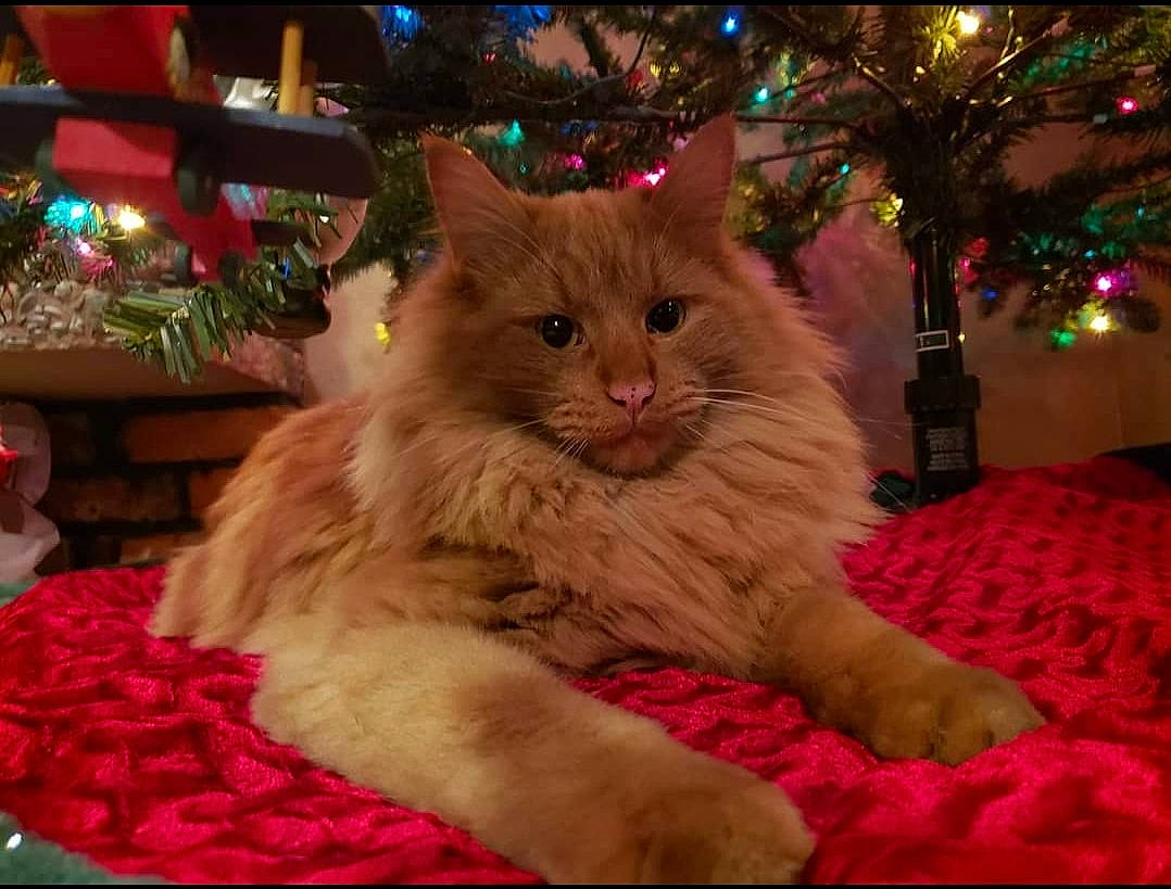 Cyrus joined the competition — help win amazing prizes! carnivore, cat, christmas, christmas_decoration, christmas_eve, christmas_ornament, christmas_tree, comfort, conifer, event, fawn, felidae, fur, holiday, lap, magenta, plant, small_to_medium_sized_cats, tail, whiskers