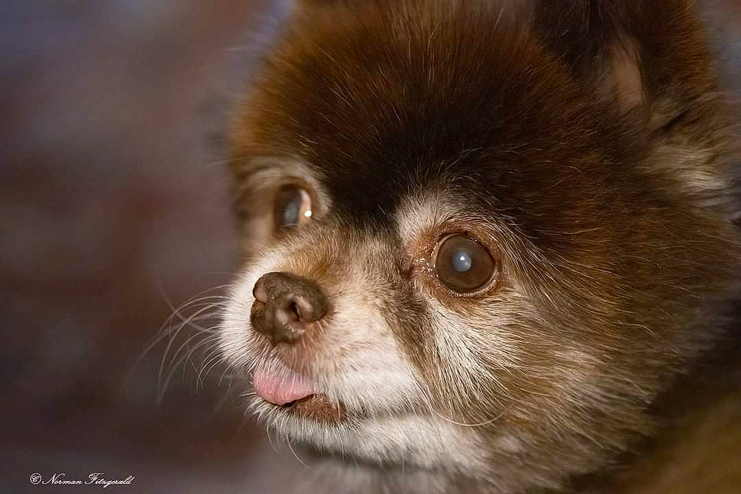 Rocky joined the competition — help win amazing prizes! canidae, carnivore, companion_dog, curious, darkness, dog_breed, fawn, fur, liver, macro_photography, plant, terrestrial_animal, toy_dog, whiskers, wildlife, working_animal