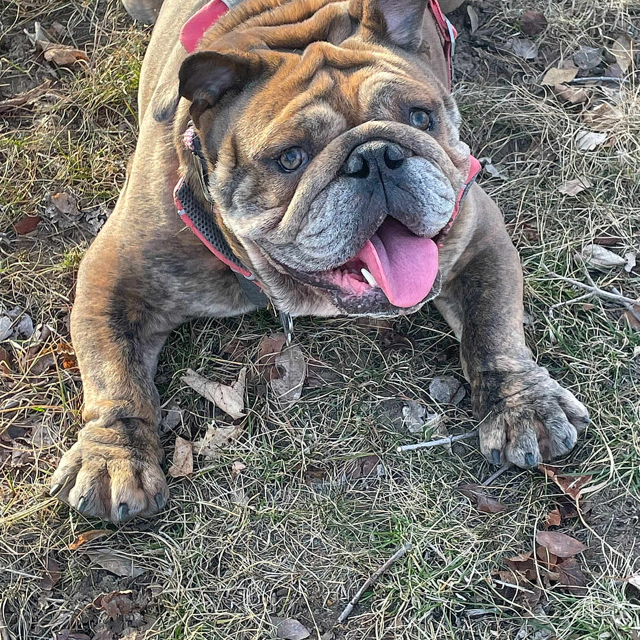 Lola joined the competition — help win amazing prizes! animal, bodypart, boxer, bulldog, canine, dog, frenchbulldog, grass, leash, mouth, person, pet, pitbull, plant, pug, puppy, sleeping, soil, tongue