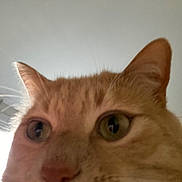 Pickles is registered to the contest to win money with this photo: blurry, cat, ceiling, close_up, curious, domestic_cat, ears, eyes, feline, fur, indoor, muzzle, nose, orange_tabby, pet, photobomb, playful, portrait, whiskers, window