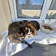 Basileetjune a rejoint le concours — aidez-le/la à gagner de superbes lots ! cat, cats, tabby_cat, calico_cat, window, sunlight, plant_pot, figurine, outdoor, white_cloth, resting, grooming, feline, pets, cozy, relaxing, shadows, animal, nature, home
