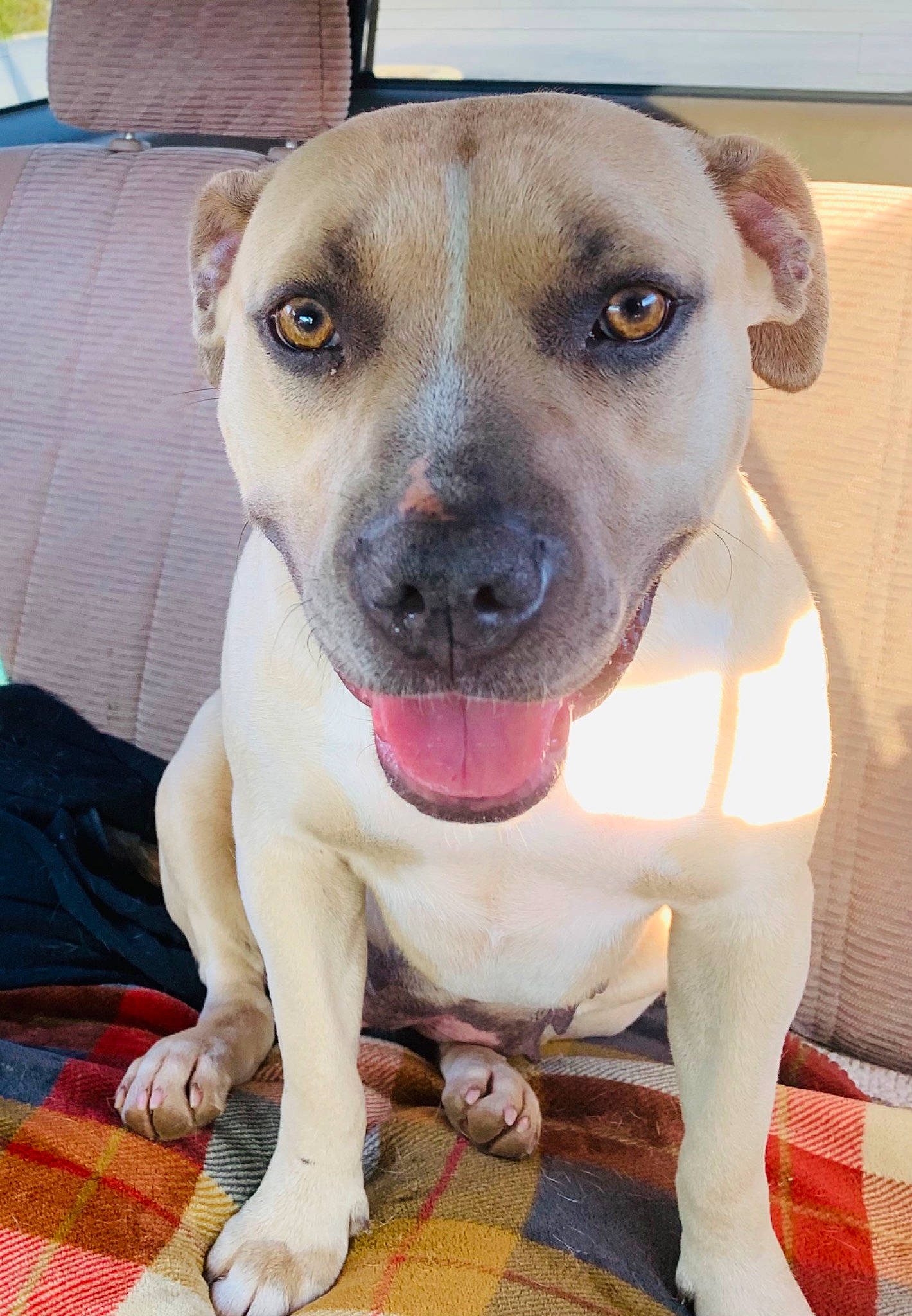 Sassy is registered to the contest to win money with this photo: canidae, carnivore, collar, companion_dog, dog, dog_breed, dog_collar, fawn, guard_dog, non_sporting_group, paw, pet_supply, snout, sporting_group, terrestrial_animal, whiskers, working_animal, working_dog