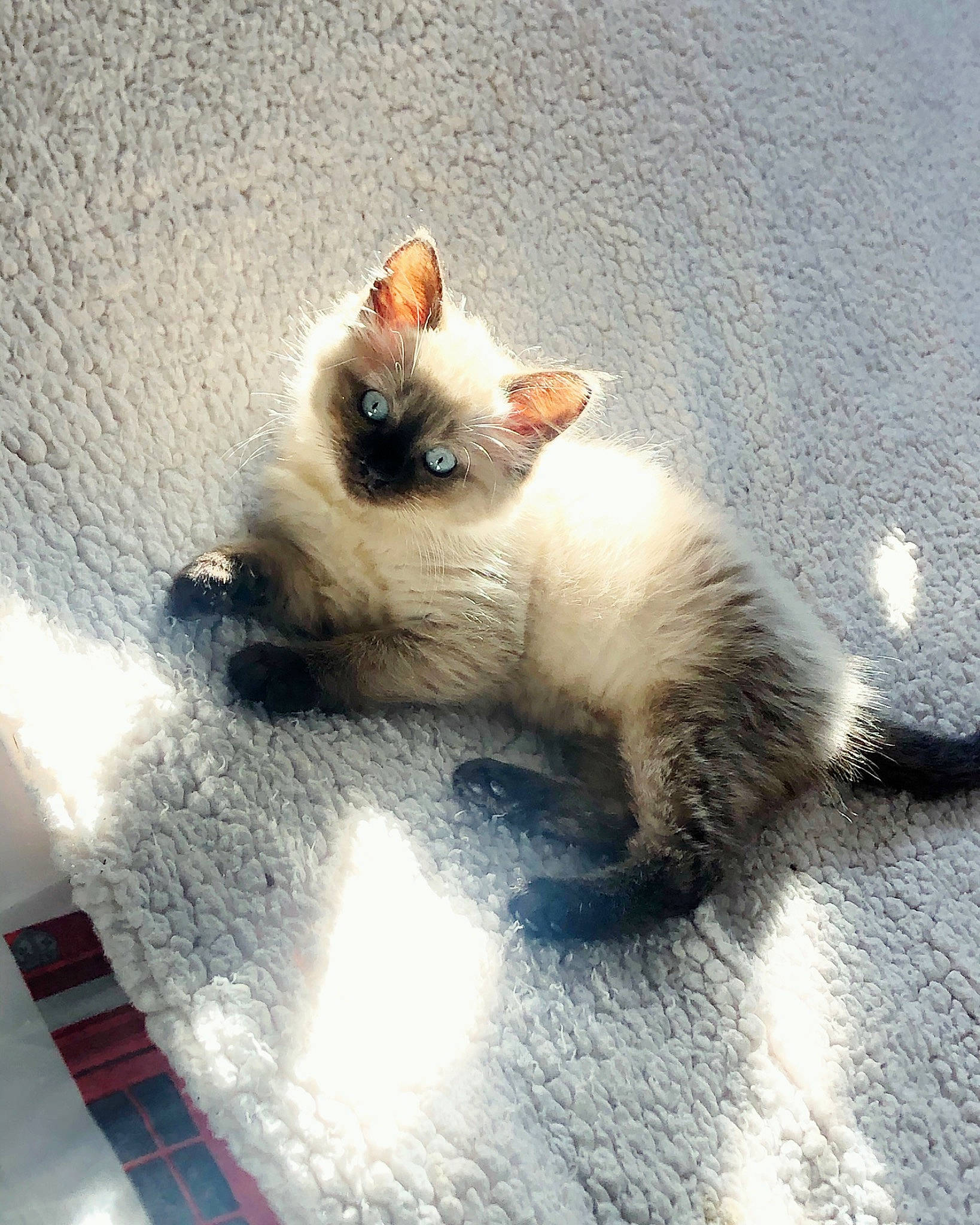 Rubis participe au concours pour gagner de l'argent avec cette photo : balinese, birman, carnivore, cat, colorpoint_shorthair, ear, eye, fawn, felidae, himalayan, kitten, mammal, ragdoll, siamese, skin, sky, small_to_medium_sized_cats, tail, thai, whiskers