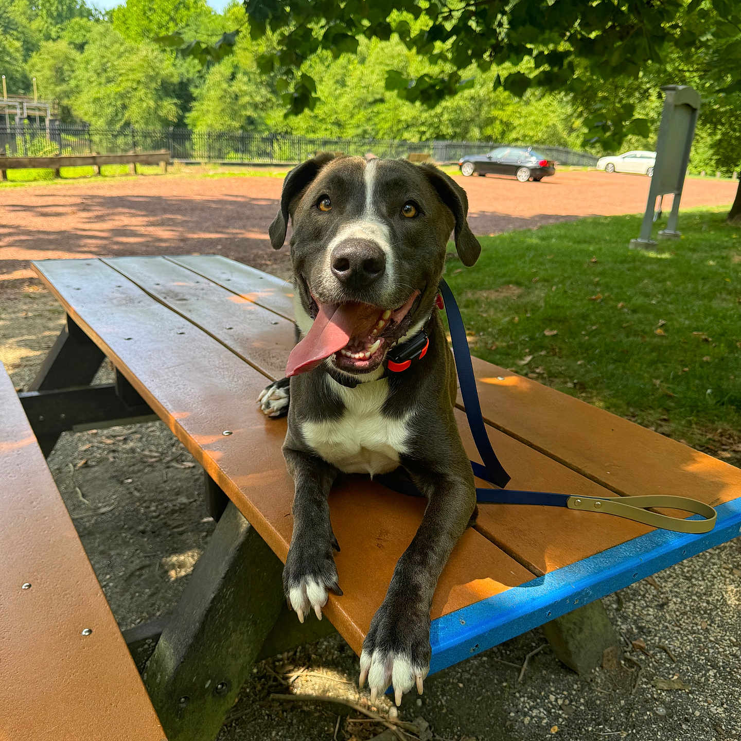 Duke joined the competition — help win amazing prizes! animal, architecture, bench, building, canine, car, dog, furniture, grass, nature, outdoors, park, pet, plant, shelter, transportation, tree, vegetation, vehicle, wood