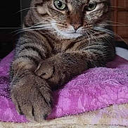 Mia participe au concours pour gagner de l'argent avec cette photo : cat, tabby, pet, animal, feline, whiskers, paws, fur, indoor, blanket, resting, closeup, cute, eyes, domestic_cat, mammal, portrait, laying, cozy, relaxed