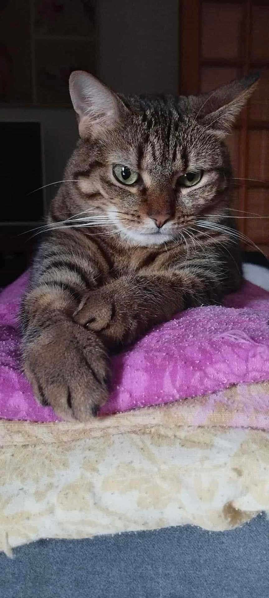 Mia participe au concours pour gagner de l'argent avec cette photo : cat, tabby, pet, animal, feline, whiskers, paws, fur, indoor, blanket, resting, closeup, cute, eyes, domestic_cat, mammal, portrait, laying, cozy, relaxed