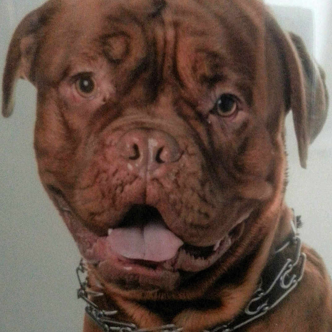 Harley