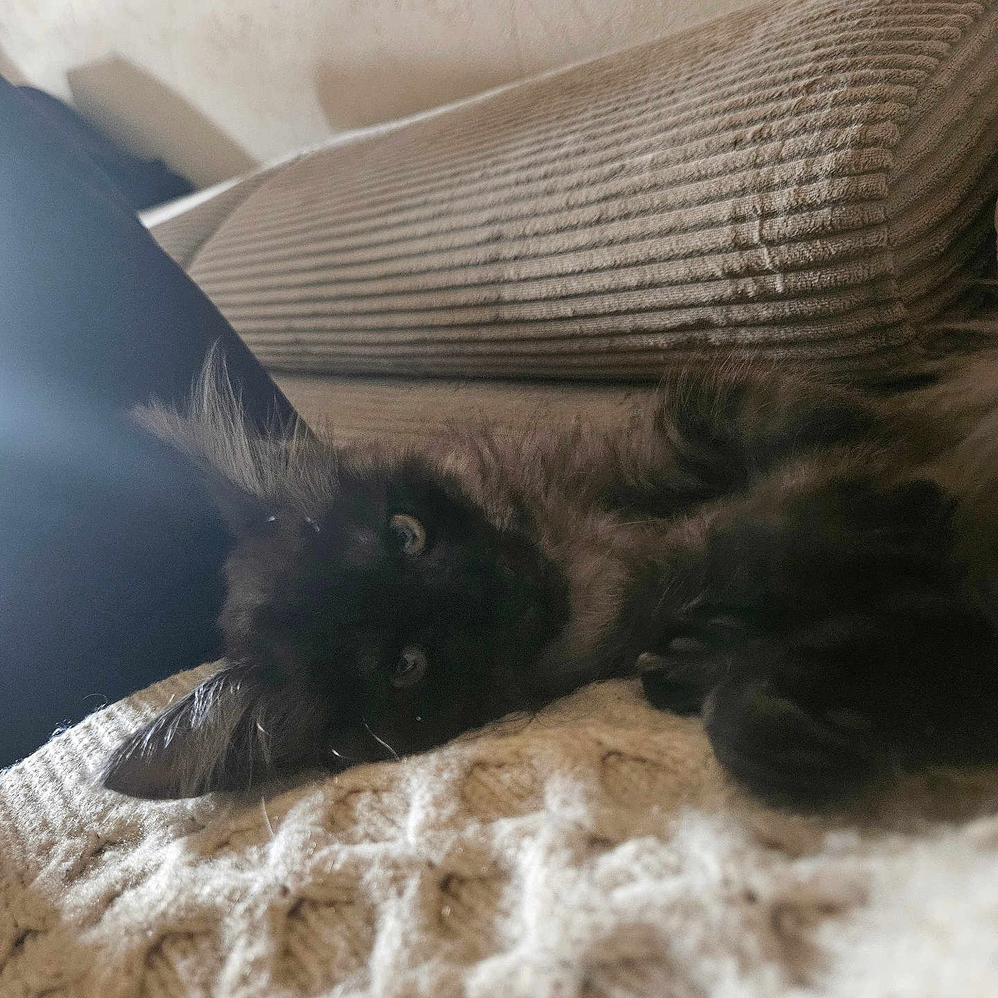 Brownie participe au concours pour gagner de l'argent avec cette photo : kittens, cats, black_cat, fluffy, fur, animal, pet, cute, lying_down, blanket, couch, pillow, indoors, home, cozy, portrait, whiskers, eyes, relaxed, sleepy