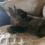 Brownie participe au concours pour gagner de l'argent avec cette photo : cat, cats, black_cat, fluffy, furry, pets, animal, cuddling, sleeping, lounging, blanket, couch, cushion, indoors, home, cozy, relaxed, portrait, whiskers, ears