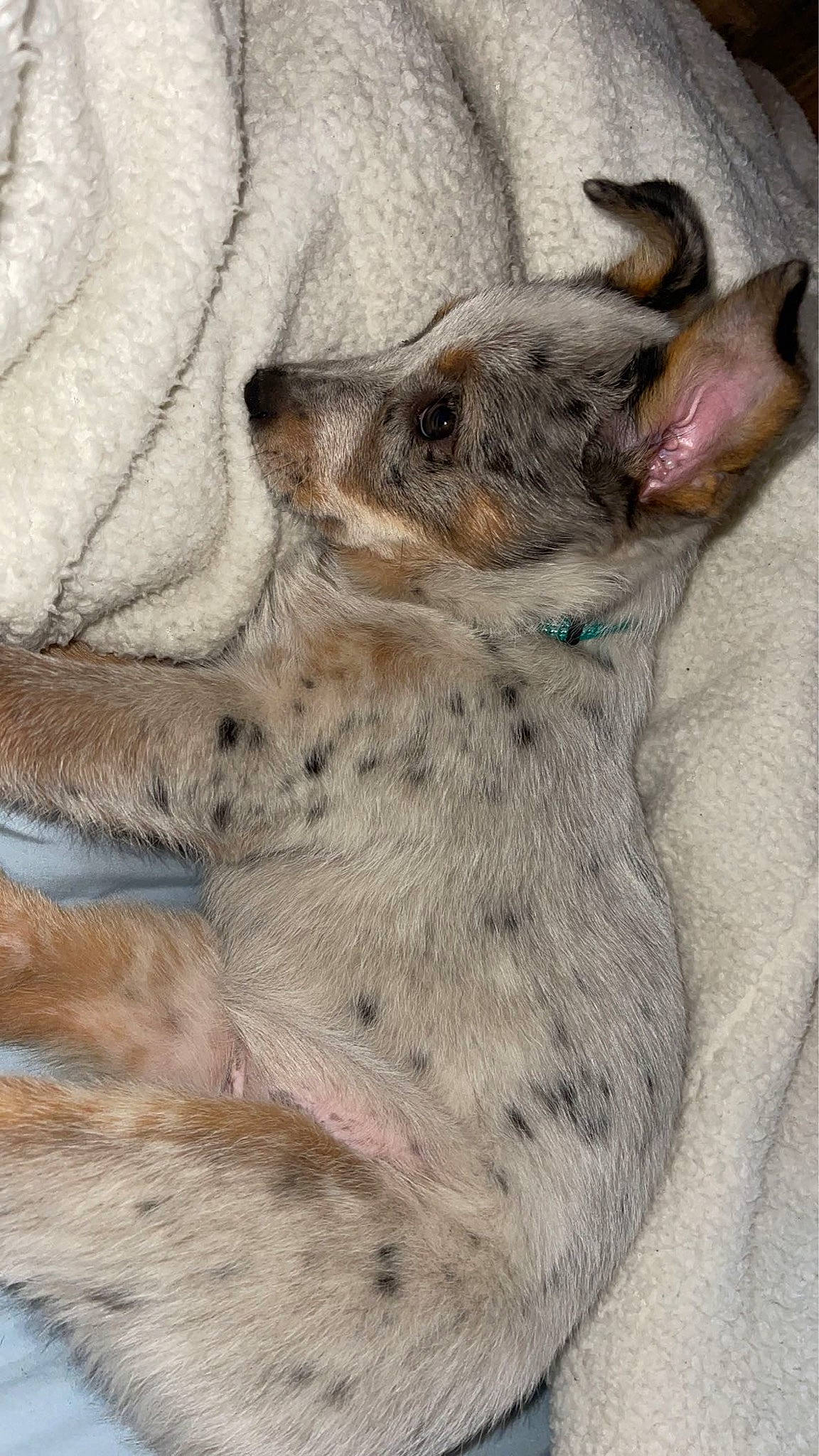 Lady May joined the competition — help win amazing prizes! canidae, carnivore, dog, dog_breed, fawn, felidae, foot, fur, grey, paw, small_to_medium_sized_cats, snout, sporting_group, tail, terrestrial_animal, whiskers, wildlife