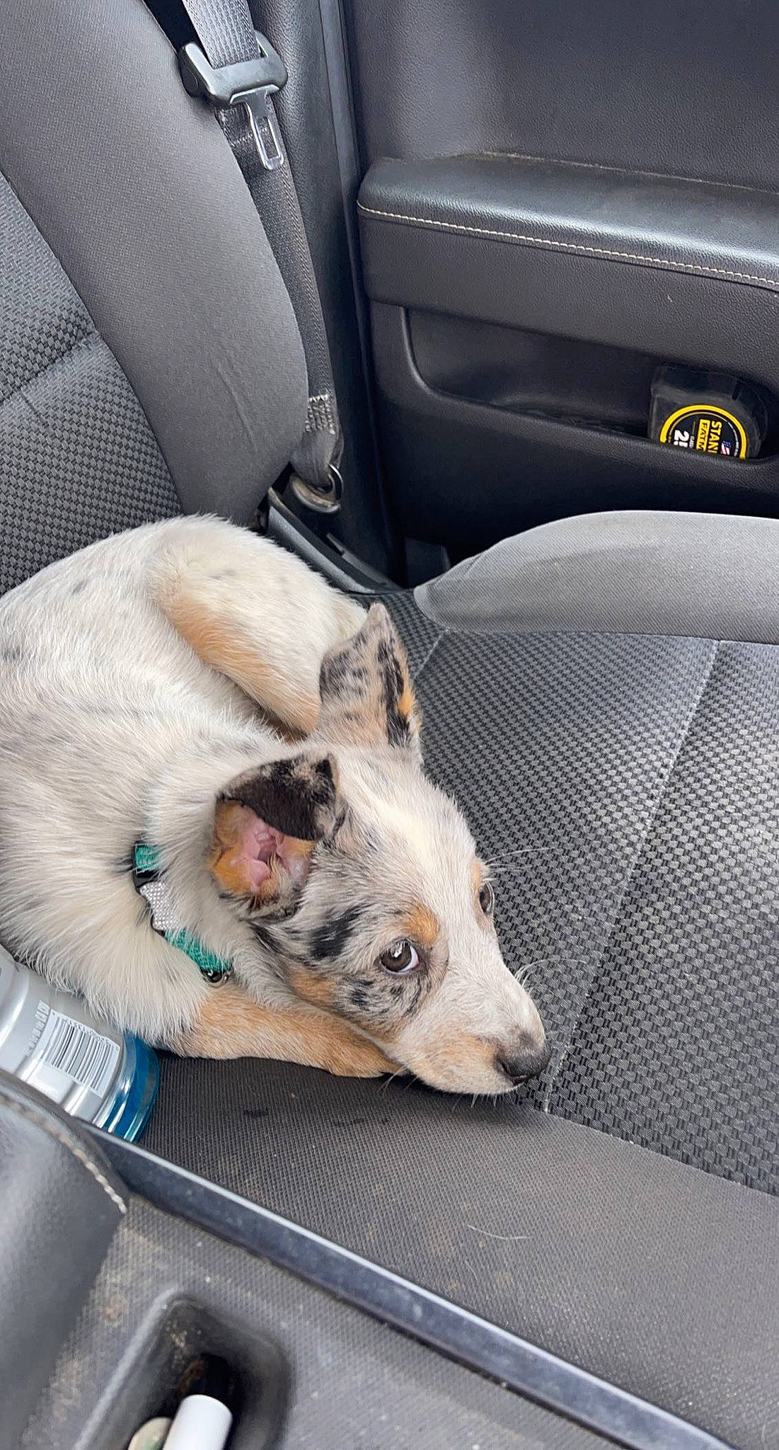 Lady May joined the competition — help win amazing prizes! auto_part, automotive_design, automotive_exterior, car, car_seat, car_seat_cover, carnivore, comfort, companion_dog, dog, dog_breed, family_car, luxury_vehicle, motor_vehicle, personal_luxury_car, sporting_group, vehicle, vehicle_door, whiskers, white