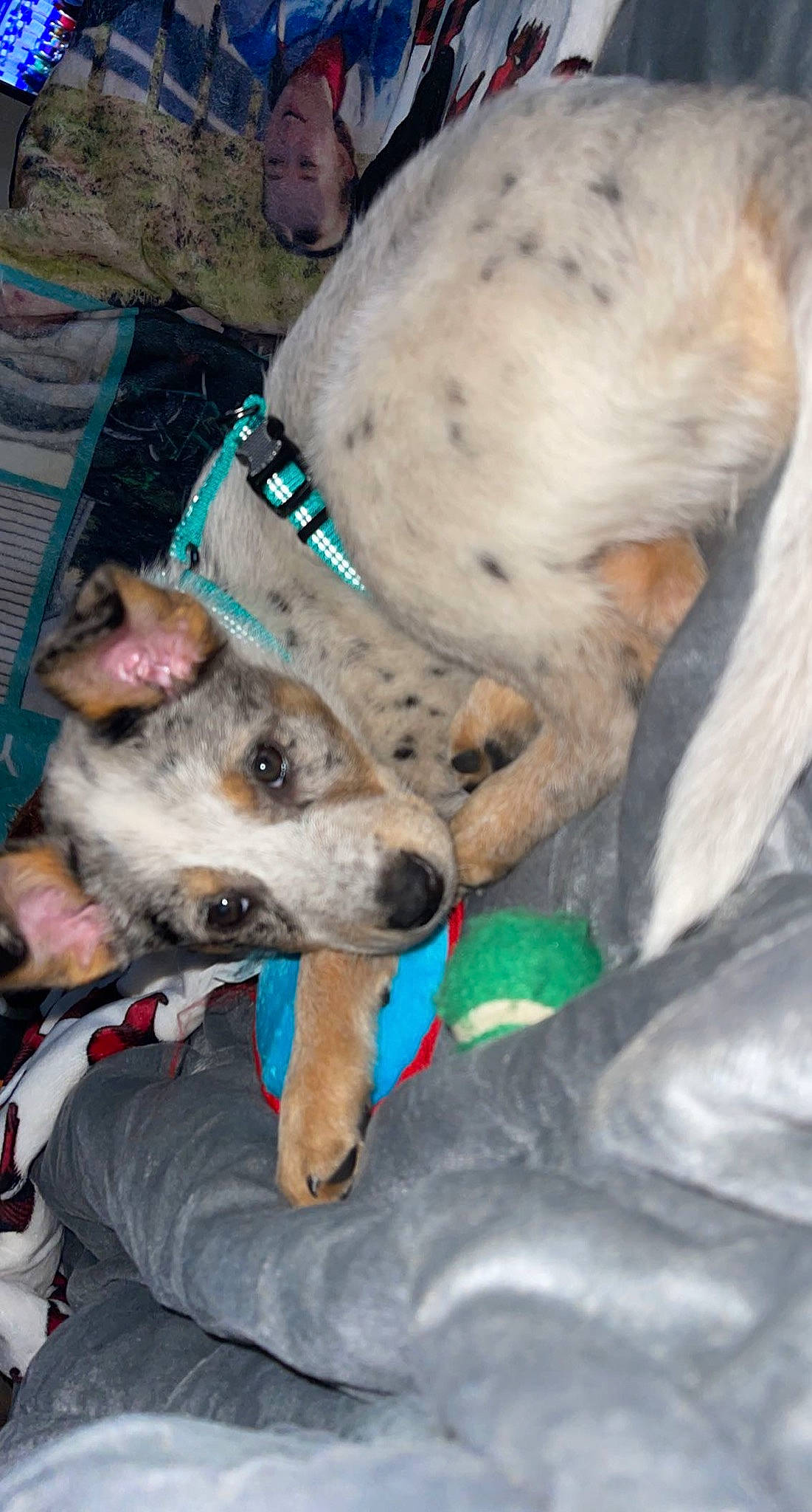 Lady May joined the competition — help win amazing prizes! canidae, carnivore, collar, companion_dog, dog, dog_breed, dog_collar, dog_supply, magyar_agar, non_sporting_group, polish_greyhound, rampur_greyhound, sighthound, snout, sporting_group, whiskers, working_animal