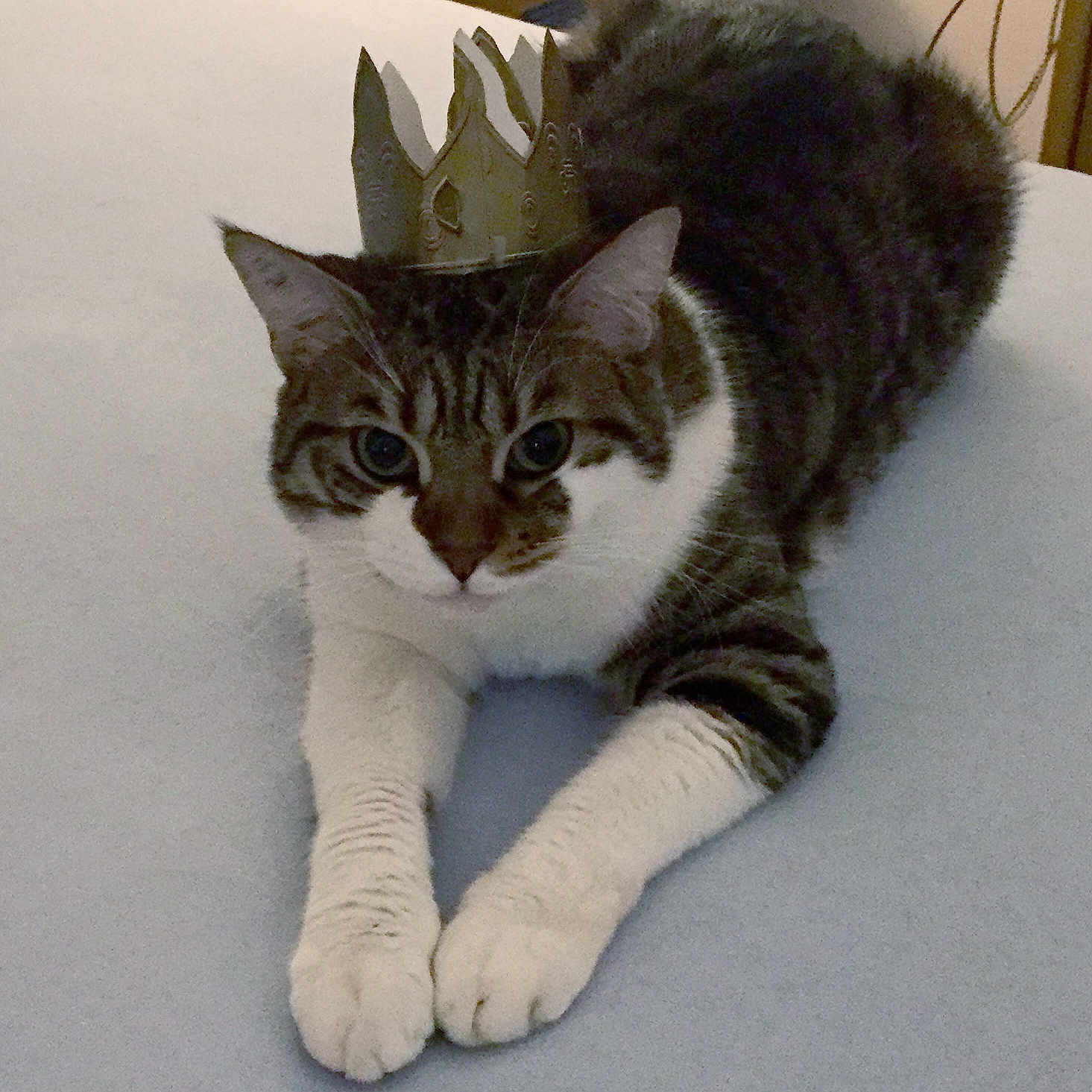 Pépito