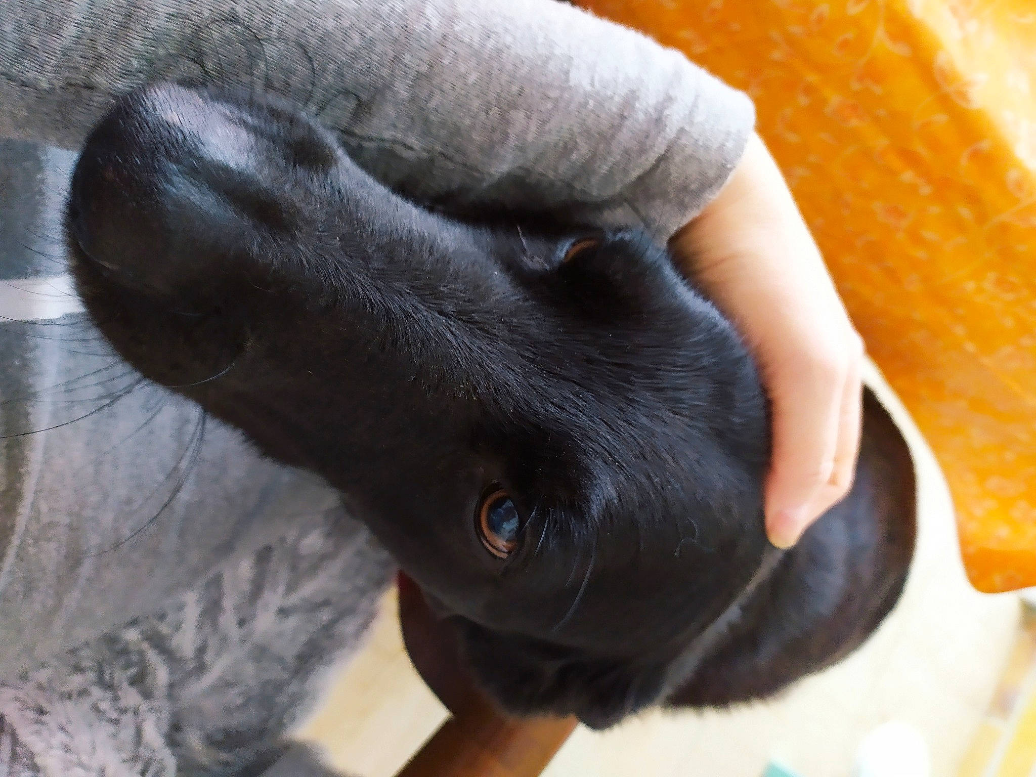 Chanelle participe au concours pour gagner de l'argent avec cette photo : carnivore, close_up, comfort, companion_dog, dog, dog_breed, dog_collar, ear, fawn, finger, foot, fur, gesture, nail, paw, snout, sporting_group, whiskers, working_animal, wrist