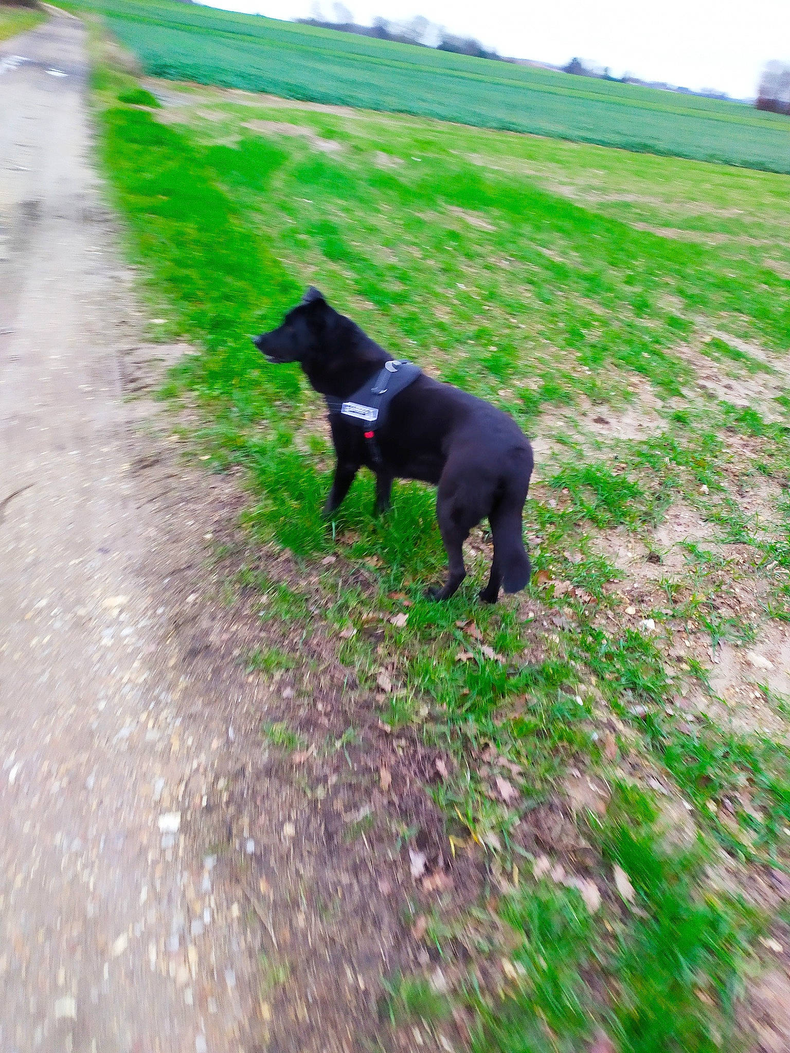 Chanelle participe au concours pour gagner de l'argent avec cette photo : asphalt, bovine, carnivore, companion_dog, dog, dog_breed, fawn, grass, grassland, groundcover, guard_dog, pasture, plant, road_surface, shadow, shrub, sky, snout, tail, working_animal