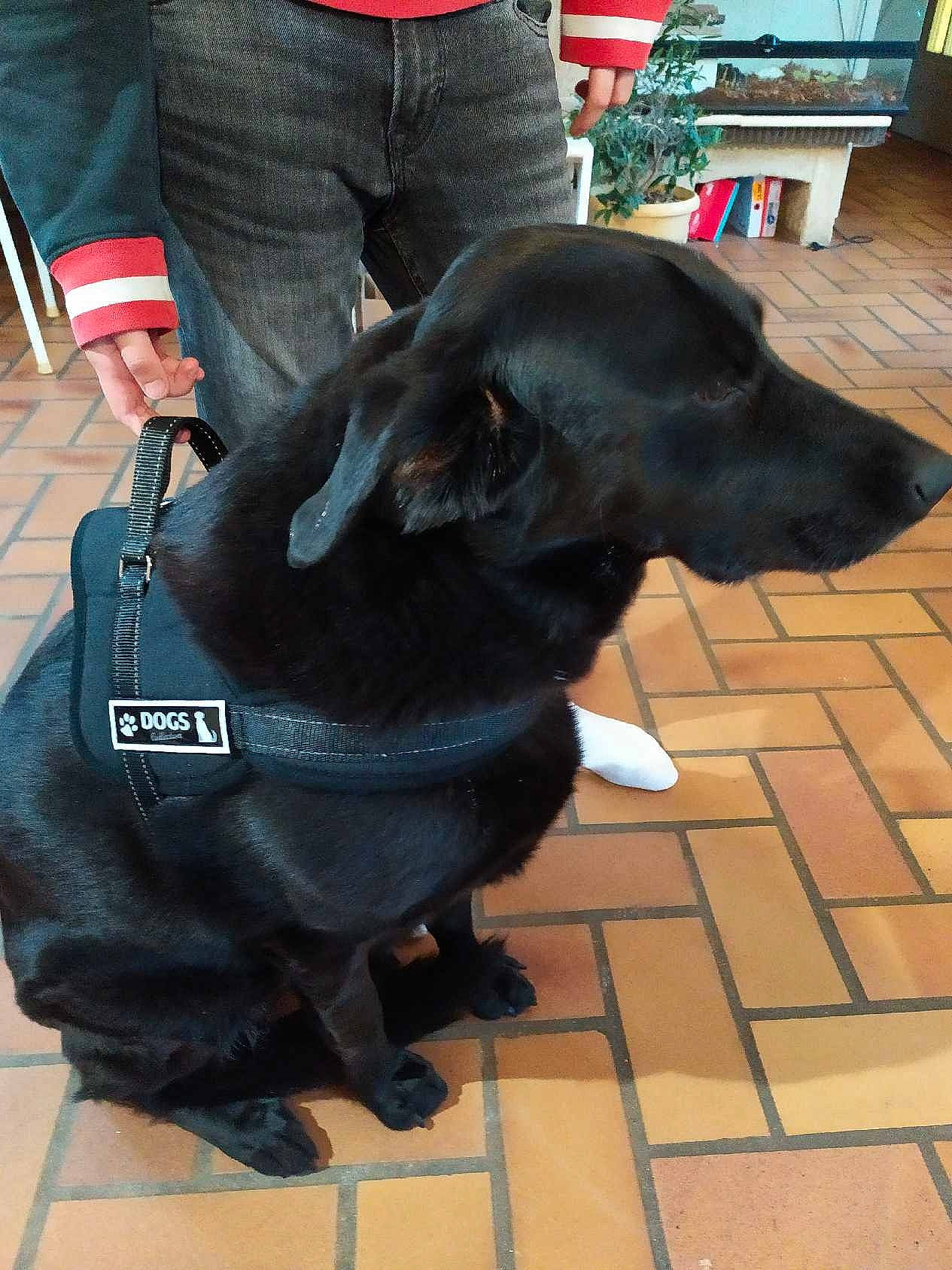 Chanelle participe au concours pour gagner de l'argent avec cette photo : black, borador, canidae, carnivore, collar, companion_dog, dog, dog_breed, dog_collar, flooring, fur, leg, liver, mammal, sitting, snout, sporting_group, tail, vertebrate, working_animal