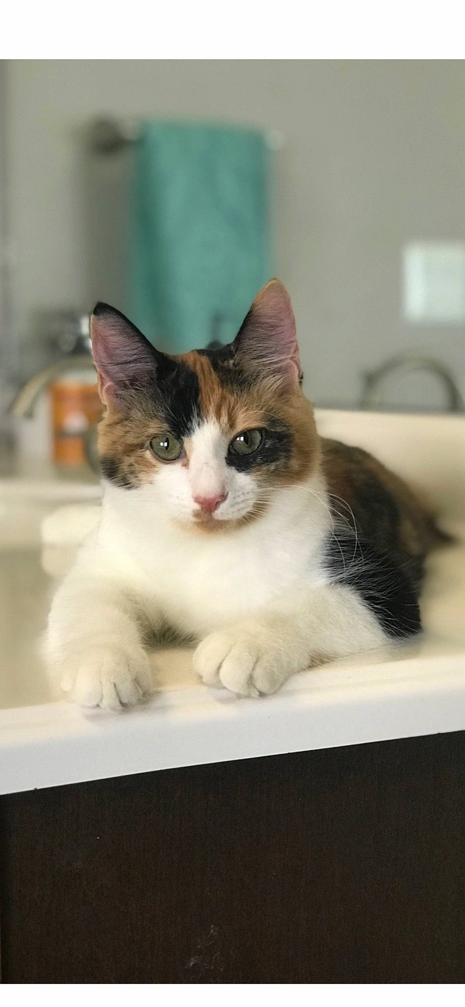 Autumn joined the competition — help win amazing prizes! box, carnivore, cat, domestic_short_haired_cat, felidae, fur, pet_supply, rectangle, small_to_medium_sized_cats, snout, whiskers, window