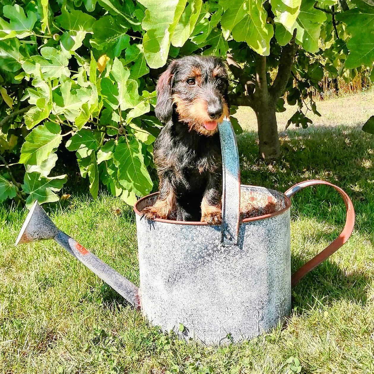 Paco a rejoint le concours — aidez-le/la à gagner de superbes lots ! animal, axe, can, canine, device, dog, grass, herbal, herbs, nature, outdoors, pet, plant, puppy, tin, tool, vegetation, wateringcan, weapon, yard