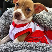 Zoey is registered to the contest to win money with this photo: puppy, dog, pet, blanket, red_clothing, white_clothing, car_interior, dashboard, cute, ears, eyes, snuggling, furry, warm, seat, nose, small_dog, young_animal, cozy, portrait